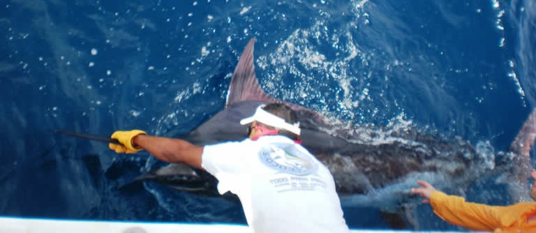 Black Marlin Charter from Hilton Papagayo Costa Rica