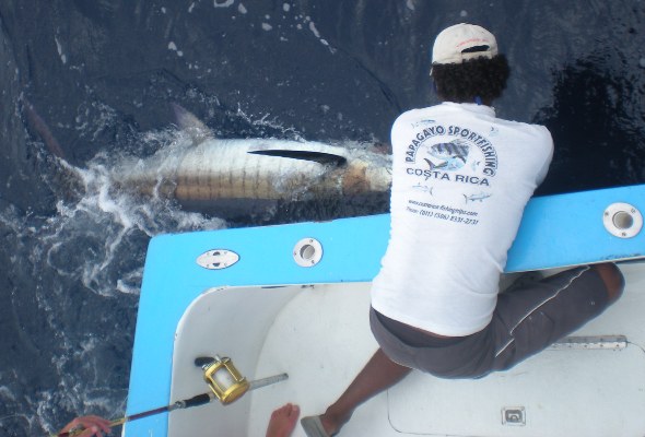 Marlin Fishing Charter out of Ocotal Hotel Guanacaste