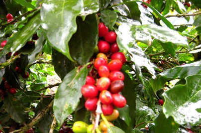 Costa Rica Vacation Coffee Tours