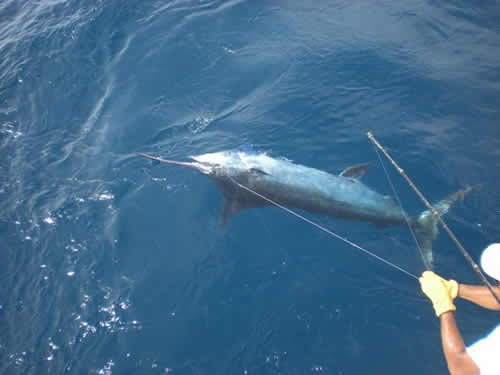 Papagayo Fishing, Marlin