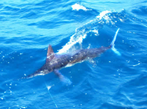 Offshore Fishing Charters out of Matapalo Beach, Costa Rica