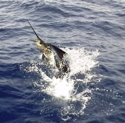 Offshore Fishing Charters out of Four Seasons Hotel Costa Rica
