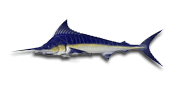 Papagayo Marlin Fishing Charters