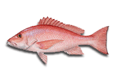 Guanacaste Bottom Fishing Charters for Red Snapper/Cubera