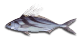 Papagayo Costa Rica Deep Sea Fishing Charters, sailfish