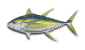 Guanacaste Yellowfin Tuna Charters