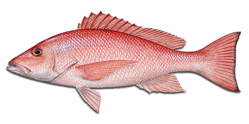 Four Seasons Fishing Charters for Red Snapper