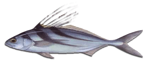 Hilton Papagayo SportFishing for Roosterfish