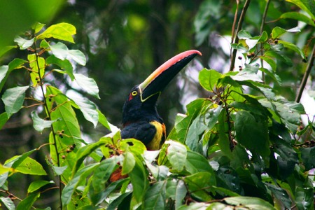 Birds of Guanacaste